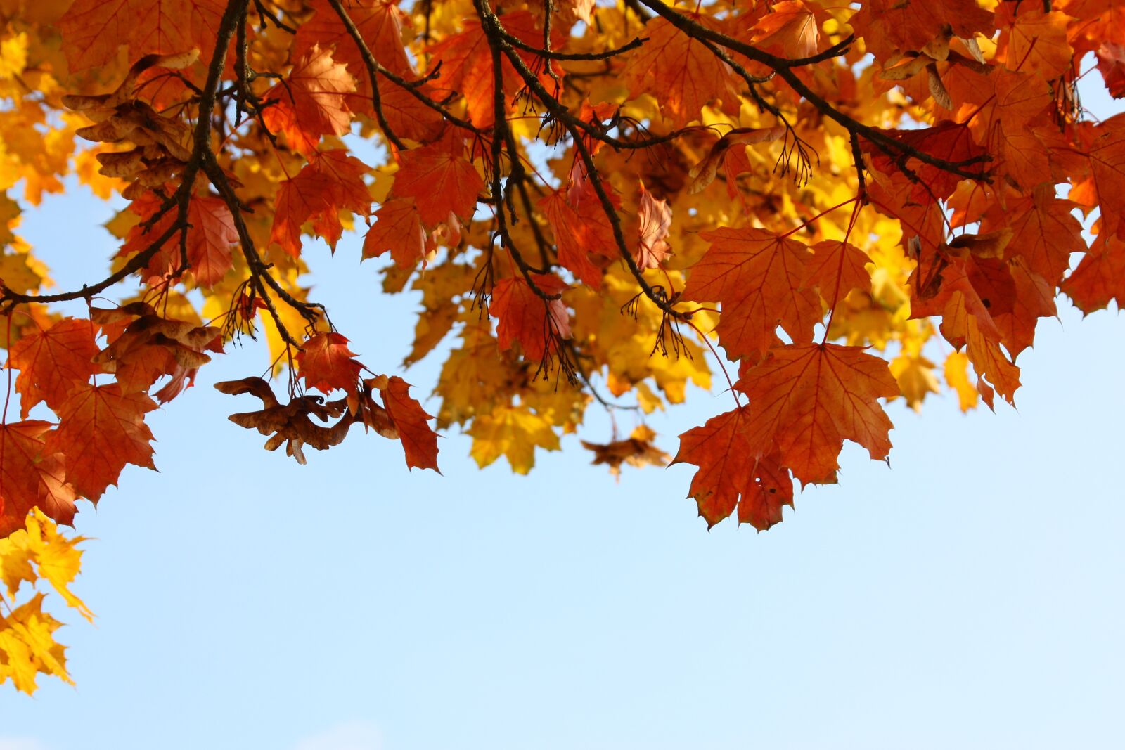 Canon EOS 450D (EOS Rebel XSi / EOS Kiss X2) sample photo. Autumn, leaves, bright photography