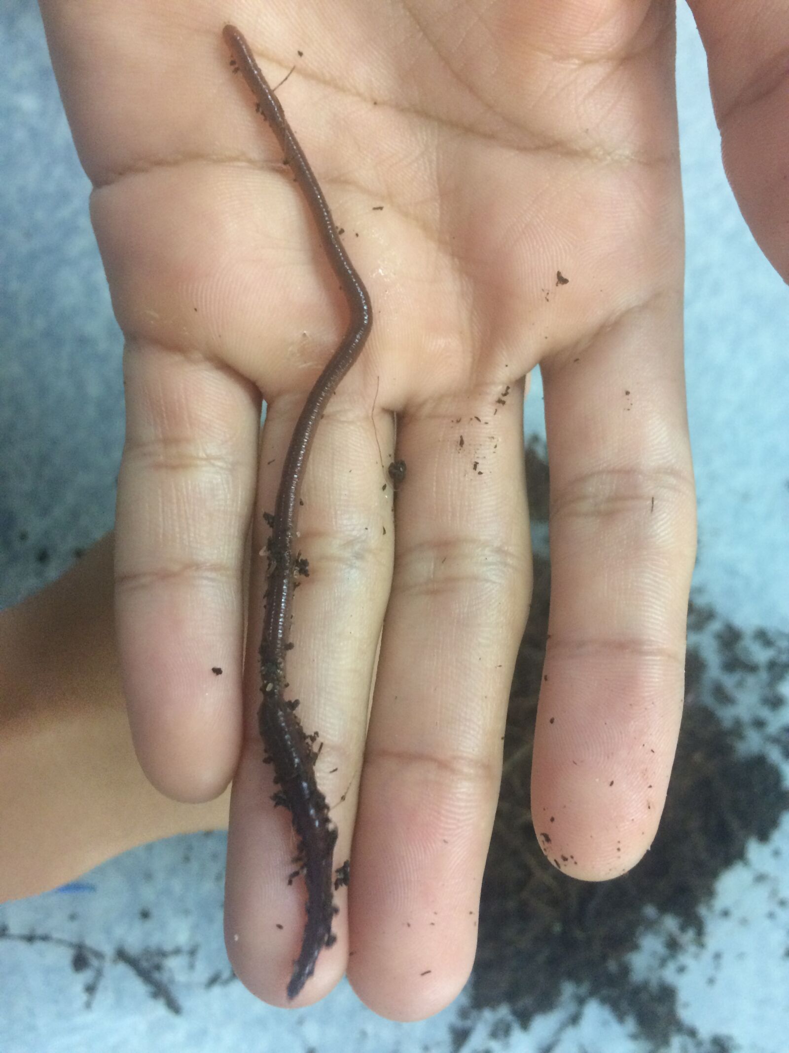iPhone 5s back camera 4.15mm f/2.2 sample photo. Worm, hand, annelid photography