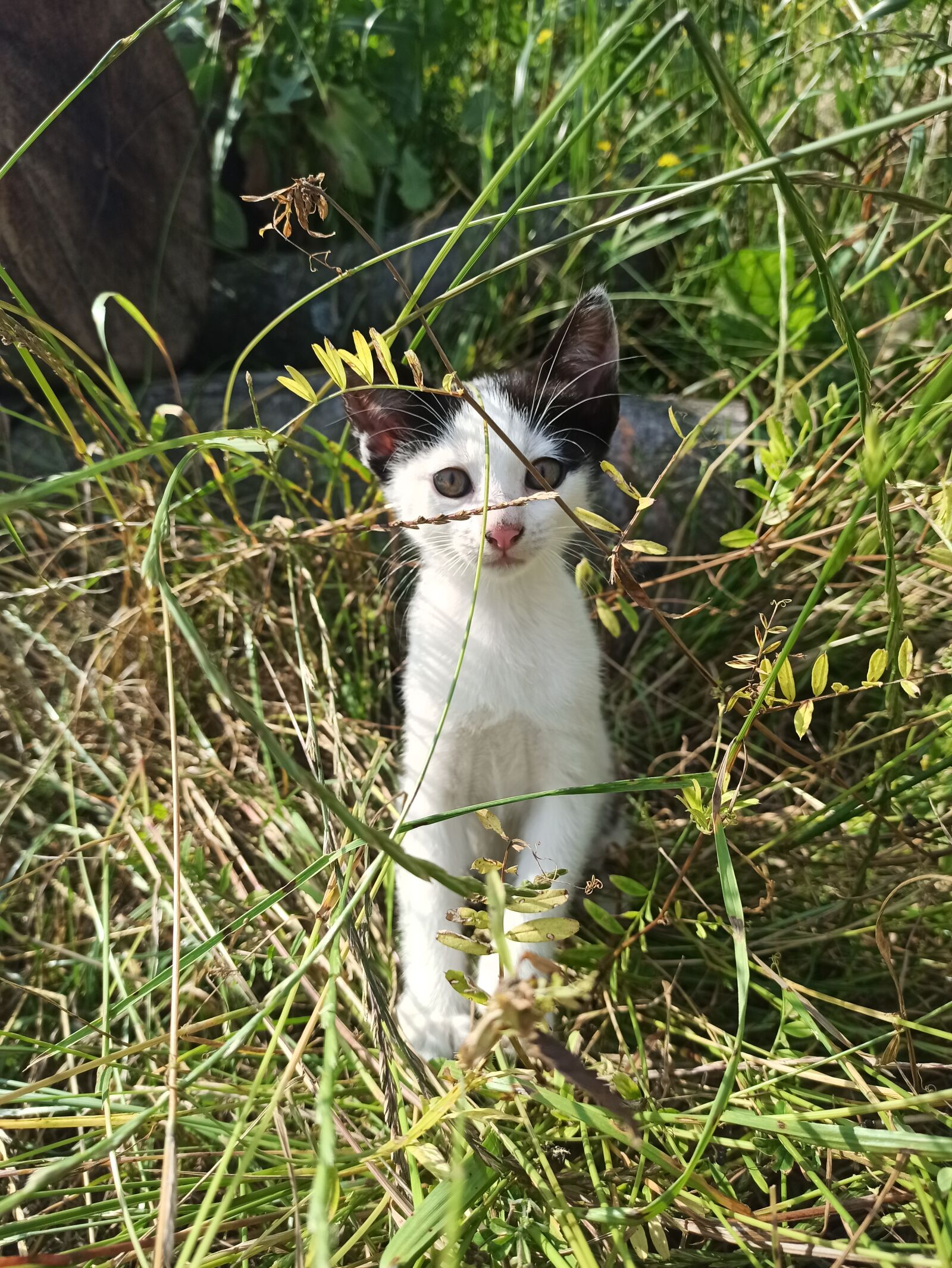 Xiaomi Redmi Note 8 Pro sample photo. Kitten, cat, sweet photography