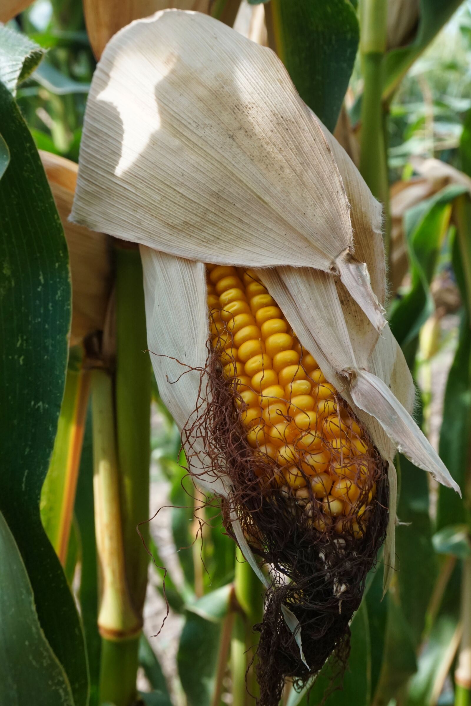 Sony a5100 sample photo. Corn, cornfield, corn on photography