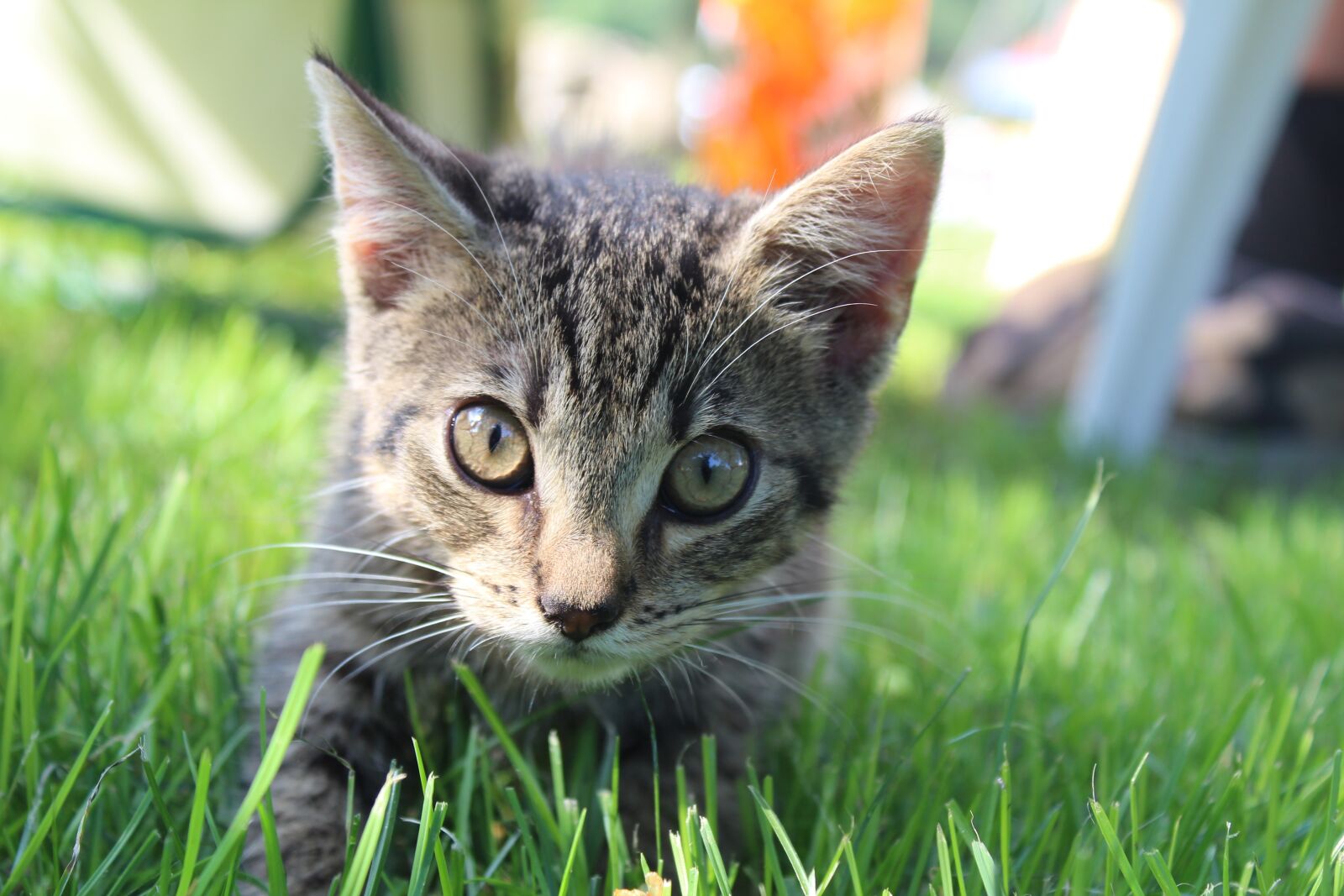 Canon EOS 1300D (EOS Rebel T6 / EOS Kiss X80) sample photo. Cat, the background, kitten photography