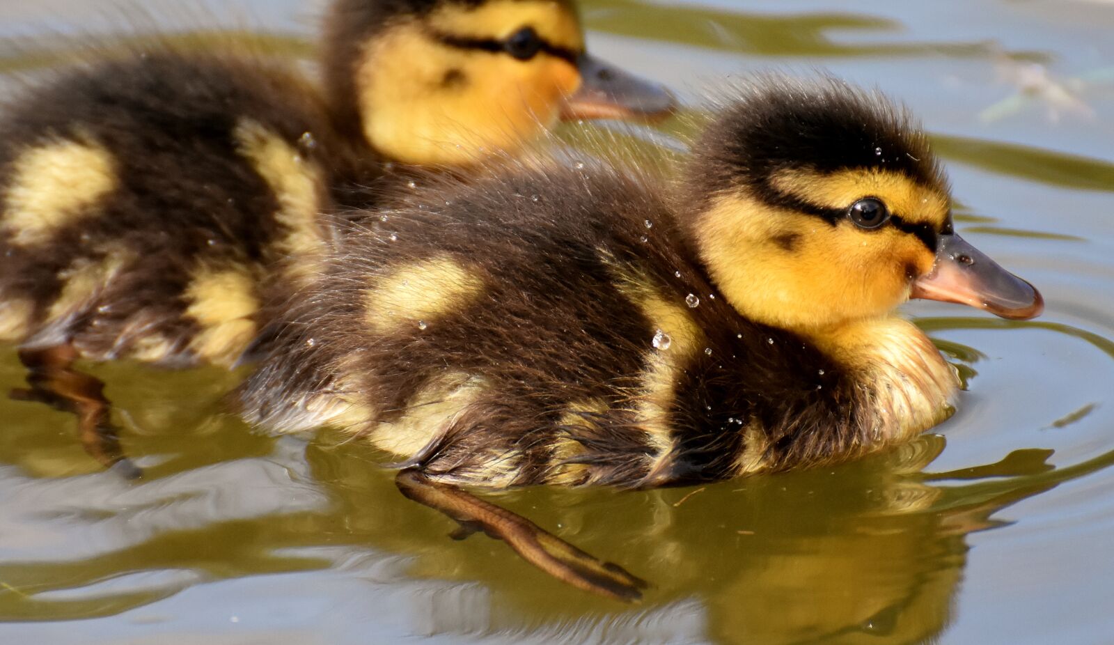 Nikon D7200 sample photo. Mallard, ducklings, duck photography