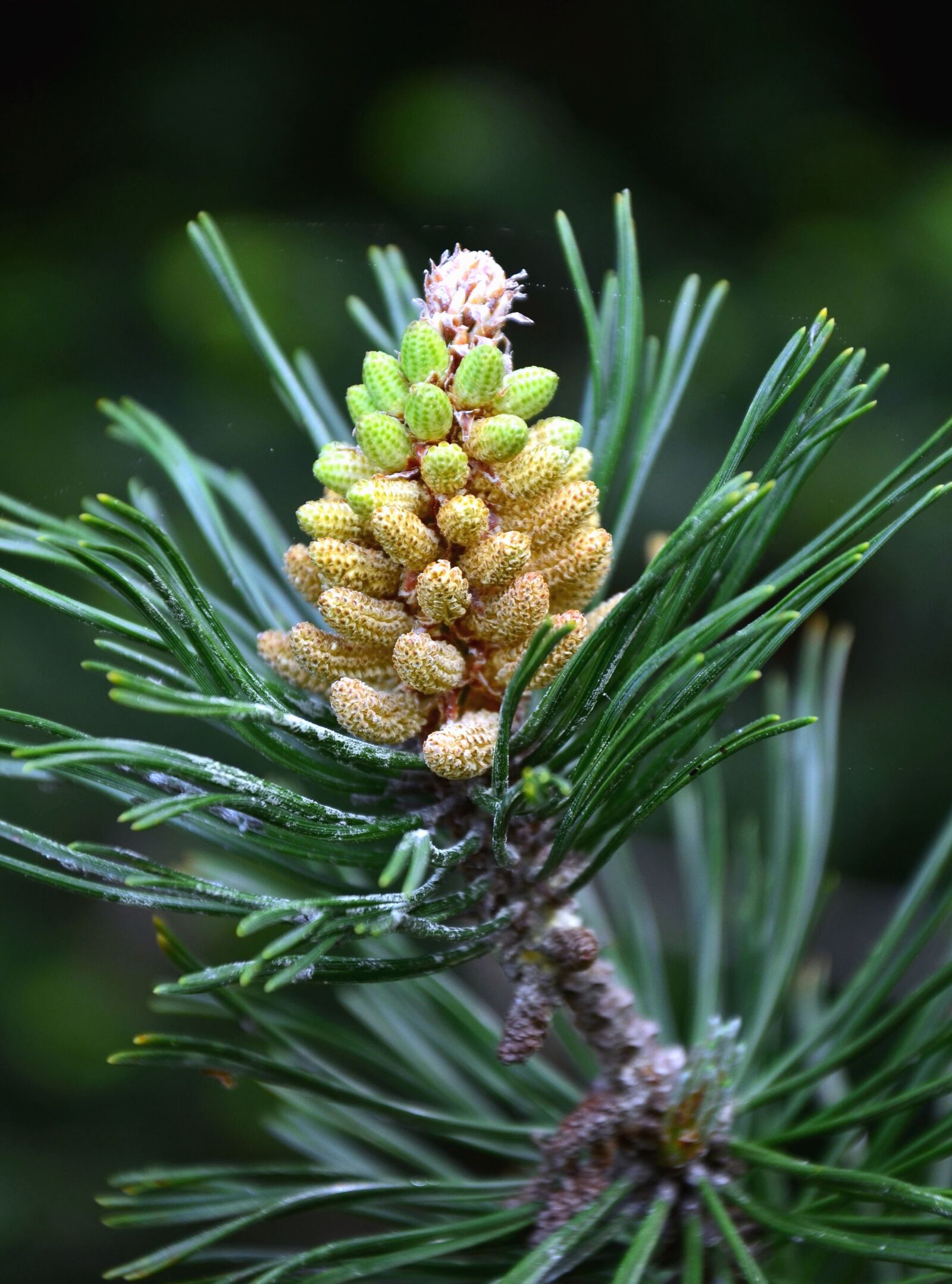 Nikon D5100 sample photo. Pinecone, fir, branch, wood photography