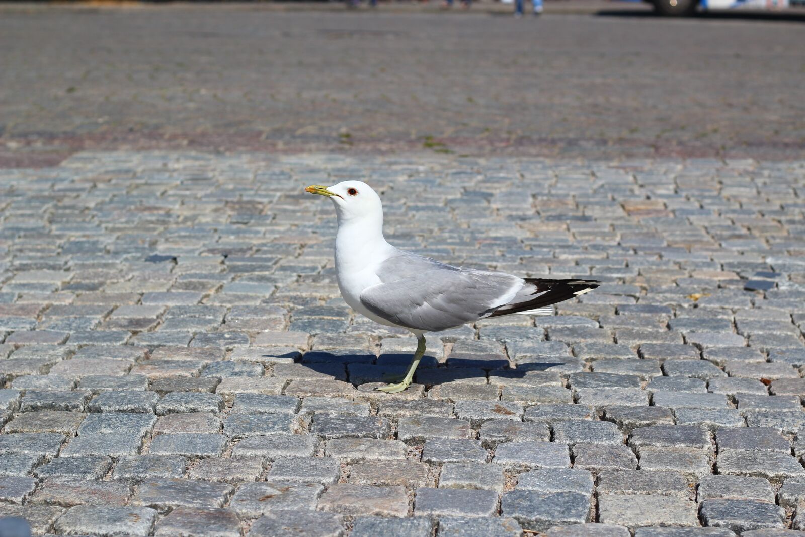 Canon EOS 1200D (EOS Rebel T5 / EOS Kiss X70 / EOS Hi) + Canon EF 50mm F1.8 STM sample photo. Gull, bird, animal photography