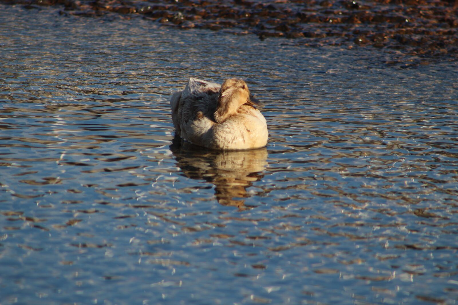 Canon EOS 1300D (EOS Rebel T6 / EOS Kiss X80) sample photo. Duck, water, close photography