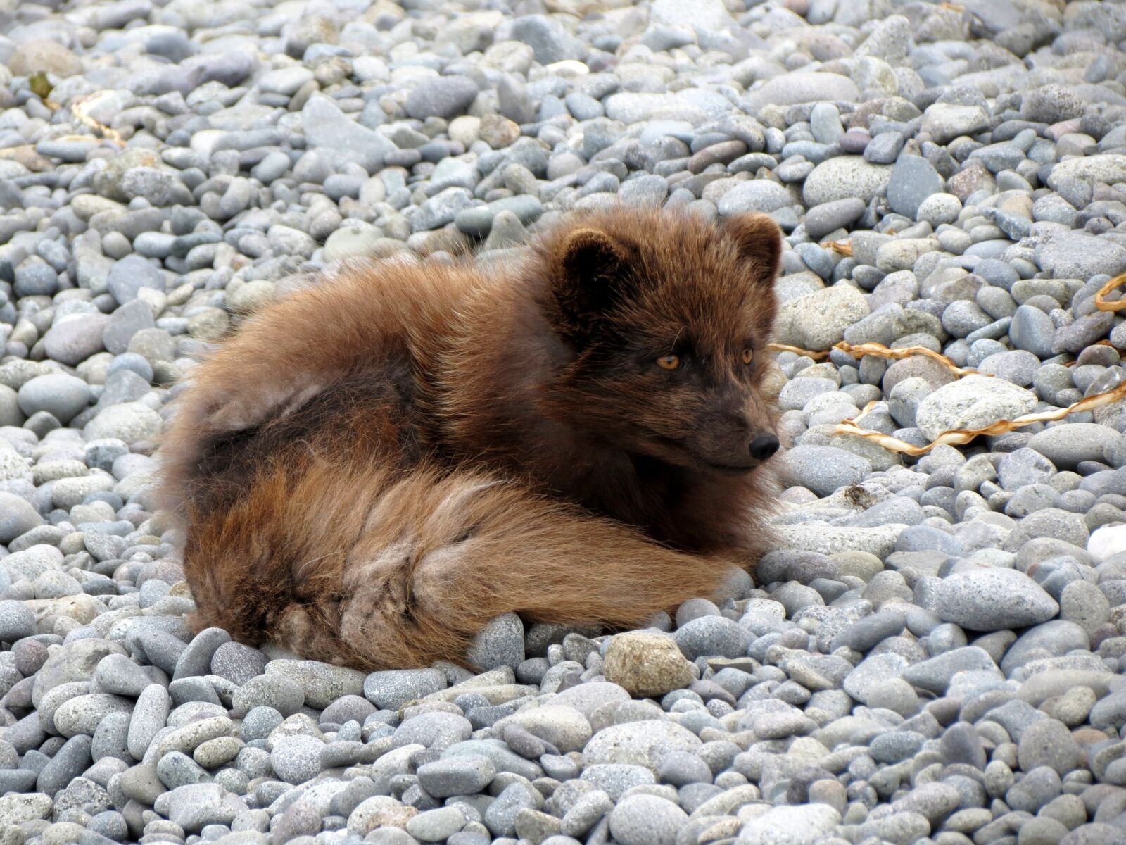 Canon PowerShot SX40 HS sample photo. Fox, predator, molt photography