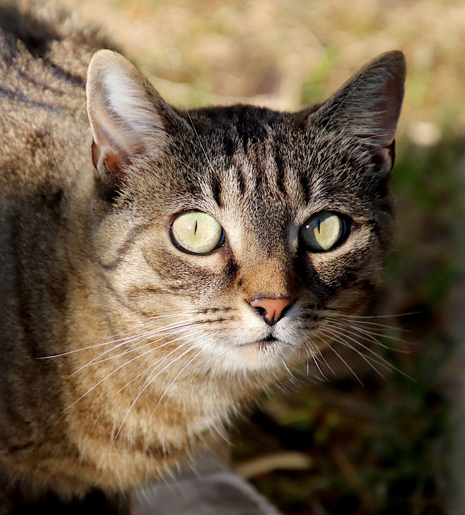 Canon EOS 800D (EOS Rebel T7i / EOS Kiss X9i) sample photo. Cats, felines, pets photography