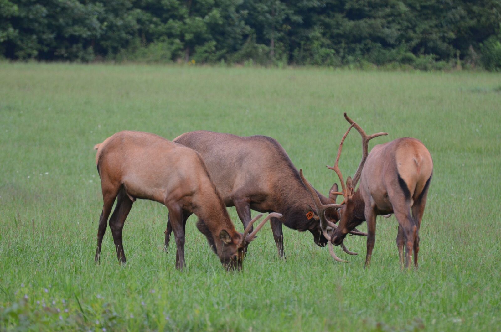 Nikon D5100 sample photo. Herd elk, momentum bull photography