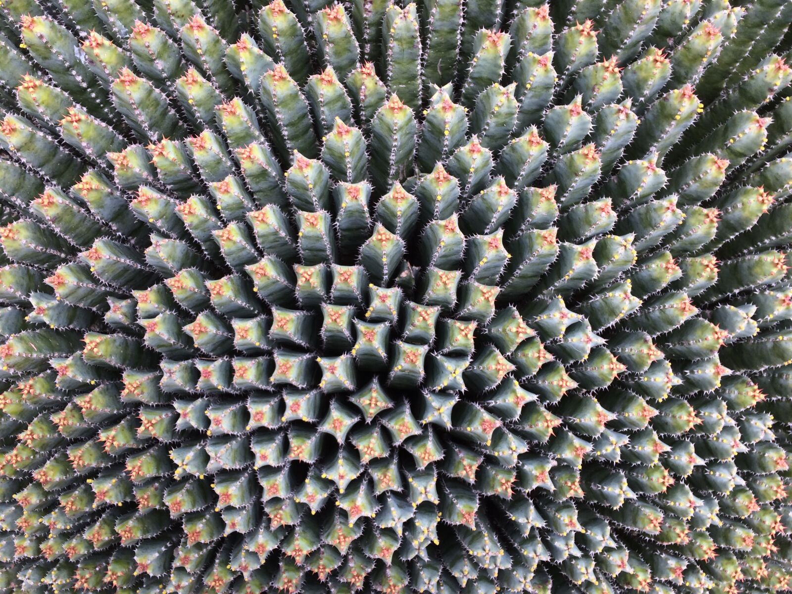 iPhone 5s back camera 4.15mm f/2.2 sample photo. Pattern, desktop background, structure photography