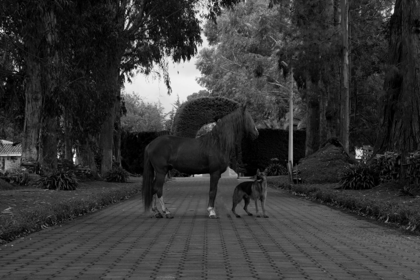 Nikon D3500 sample photo. Horses, dog, horse photography