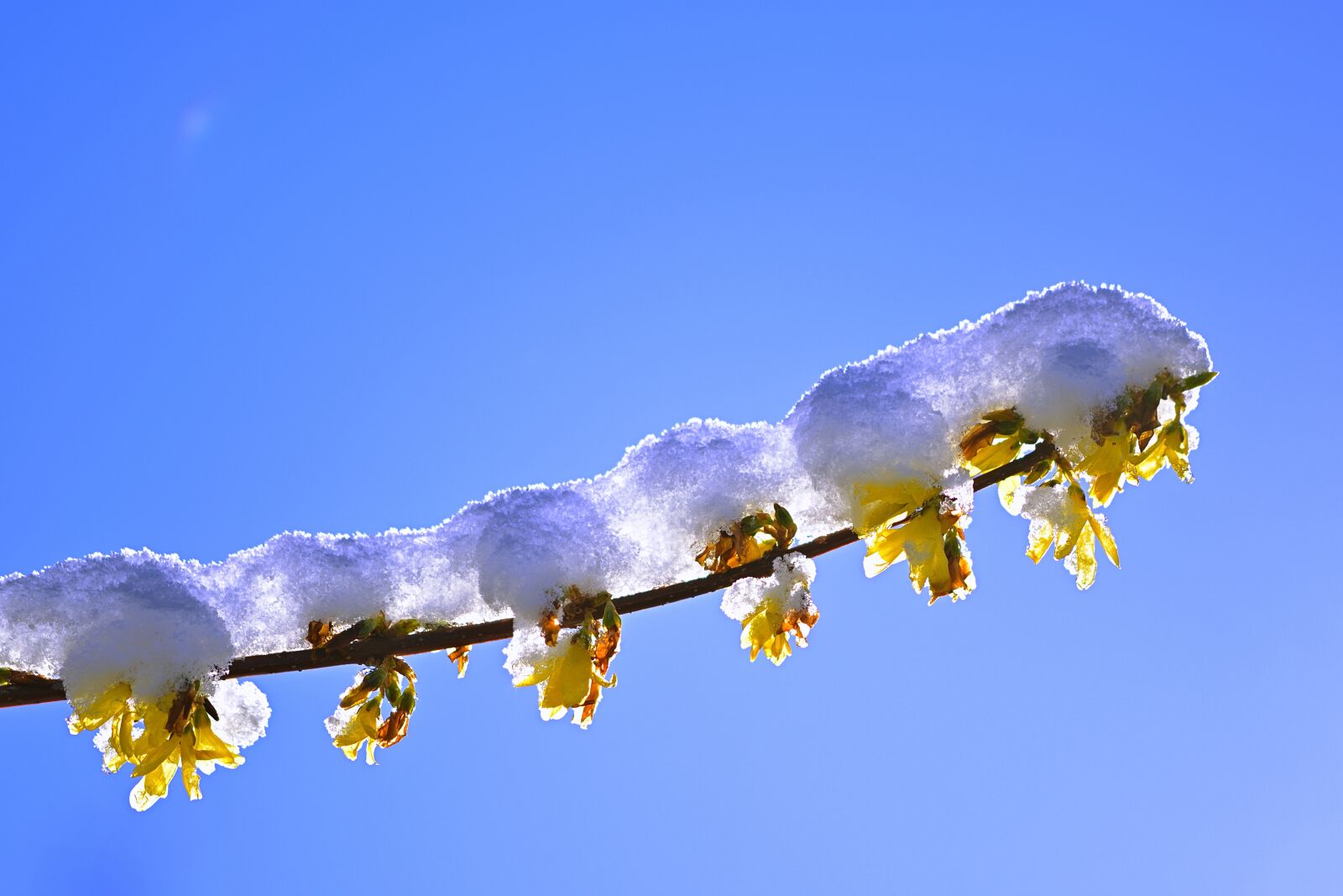 Nikon D5200 sample photo. Spring, nature, forsythia photography