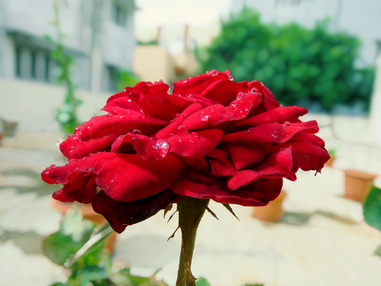 Canon PowerShot SX60 HS sample photo. Red rose, rose, flower photography