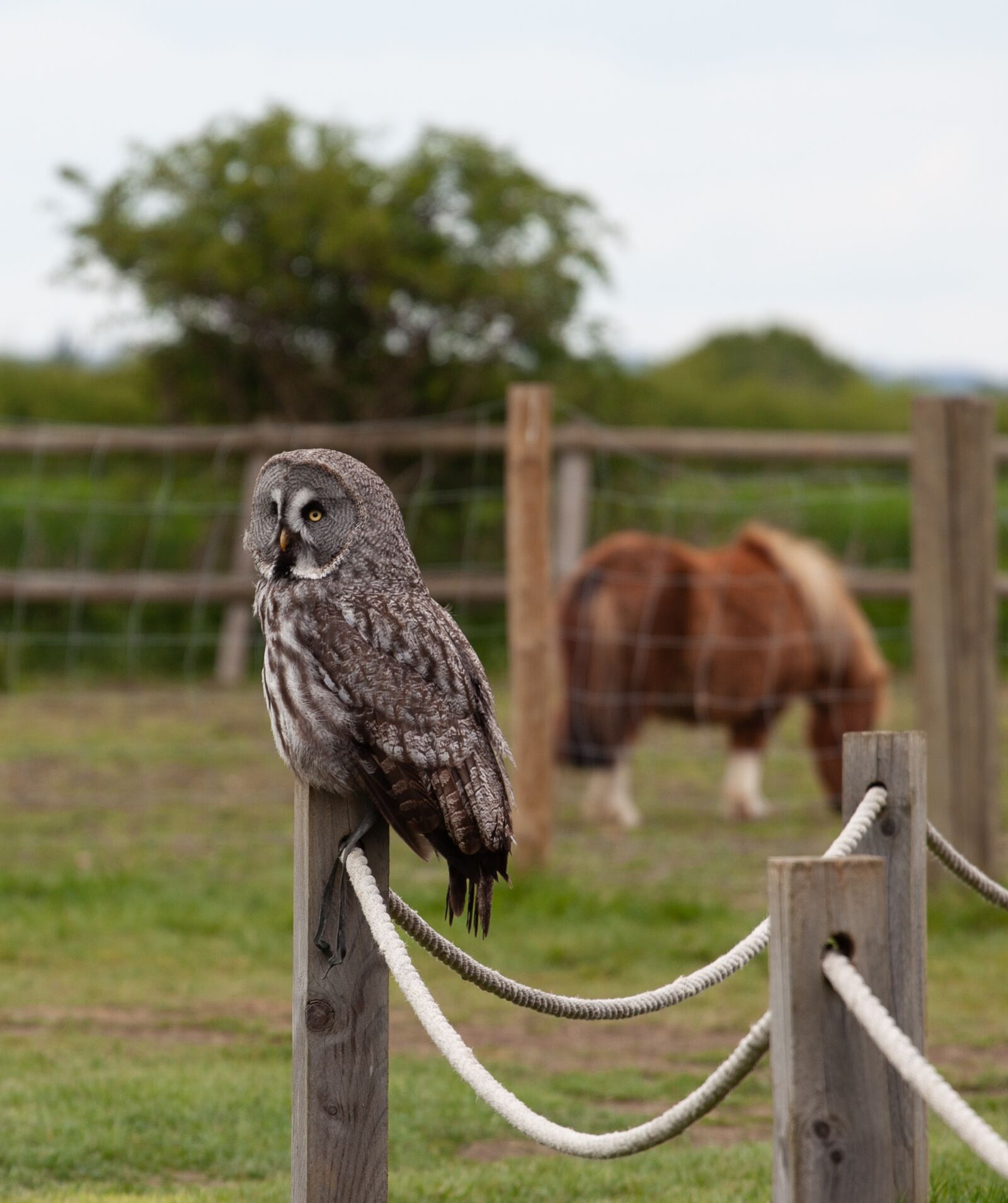 Canon EOS 5D Mark II sample photo. Great gray owl, owl photography
