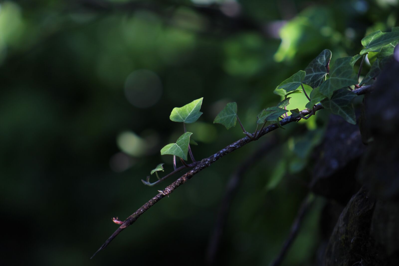 Canon EF75-300mm f/4-5.6 sample photo. Nature, green, ivy photography