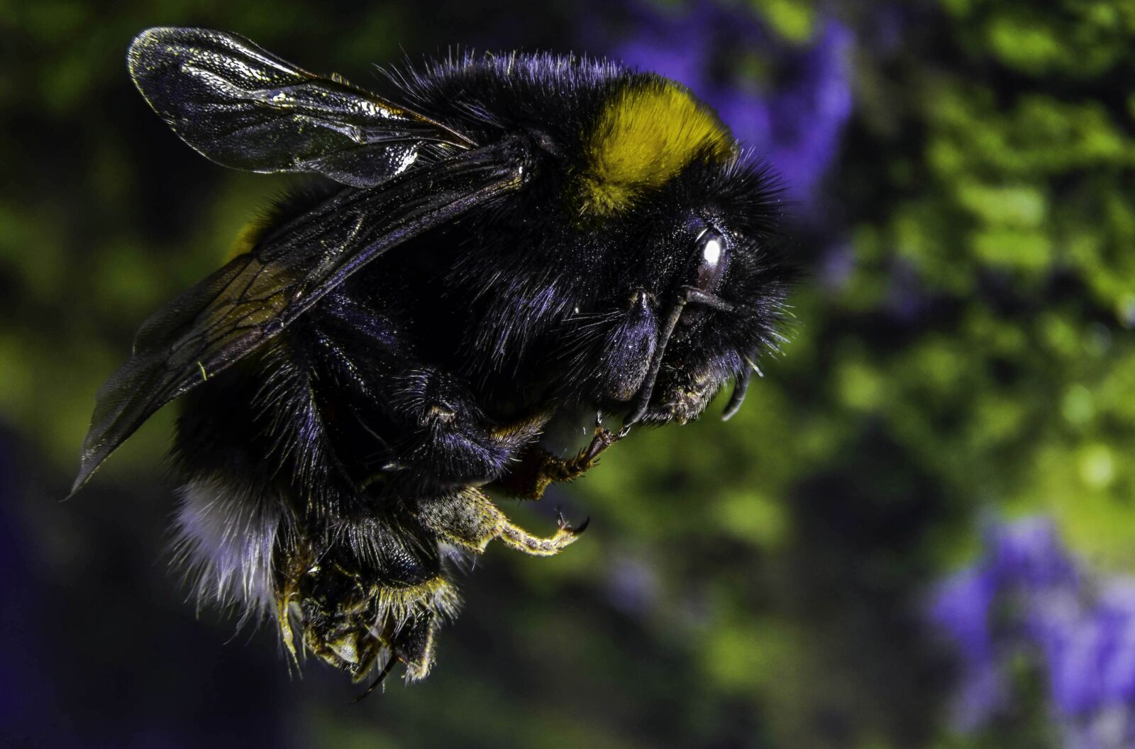 Nikon D7000 sample photo. Bumble-bee, insect, macro photography