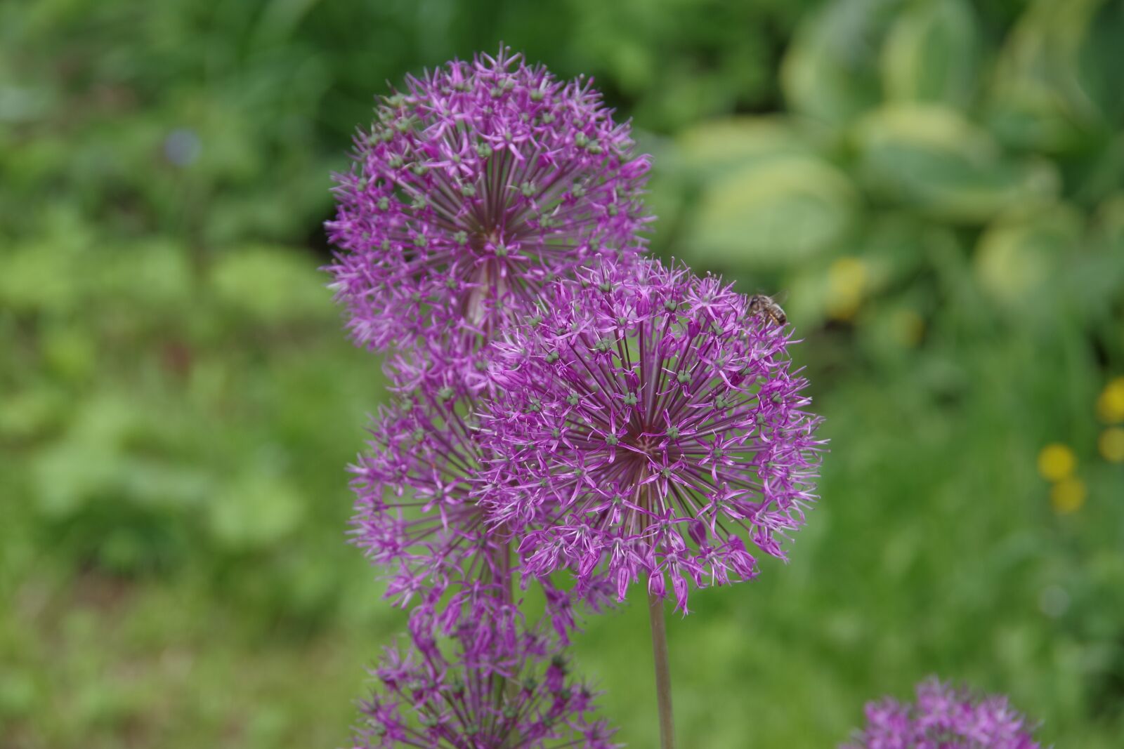 Pentax K-1 sample photo. Dacha, flowers, summer photography