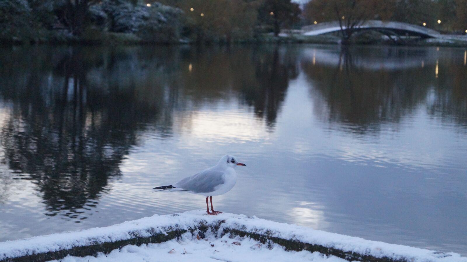 Sony DT 18-55mm F3.5-5.6 SAM II sample photo. Seagull, gulls, plumage photography
