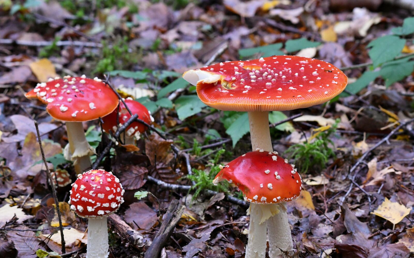 Nikon D500 sample photo. Mushrooms, fly agaric, autumn photography
