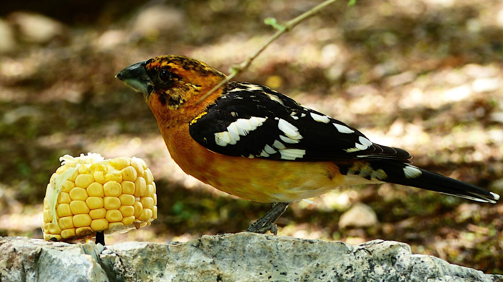 Panasonic Lumix DMC-FZ200 sample photo. Birds, plumage, eat photography