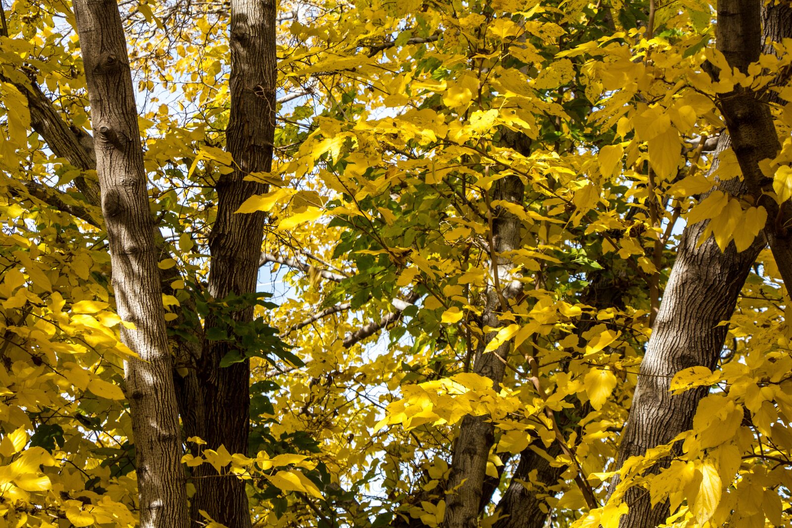 Canon EOS 650D (EOS Rebel T4i / EOS Kiss X6i) sample photo. Fall, color, yellow photography
