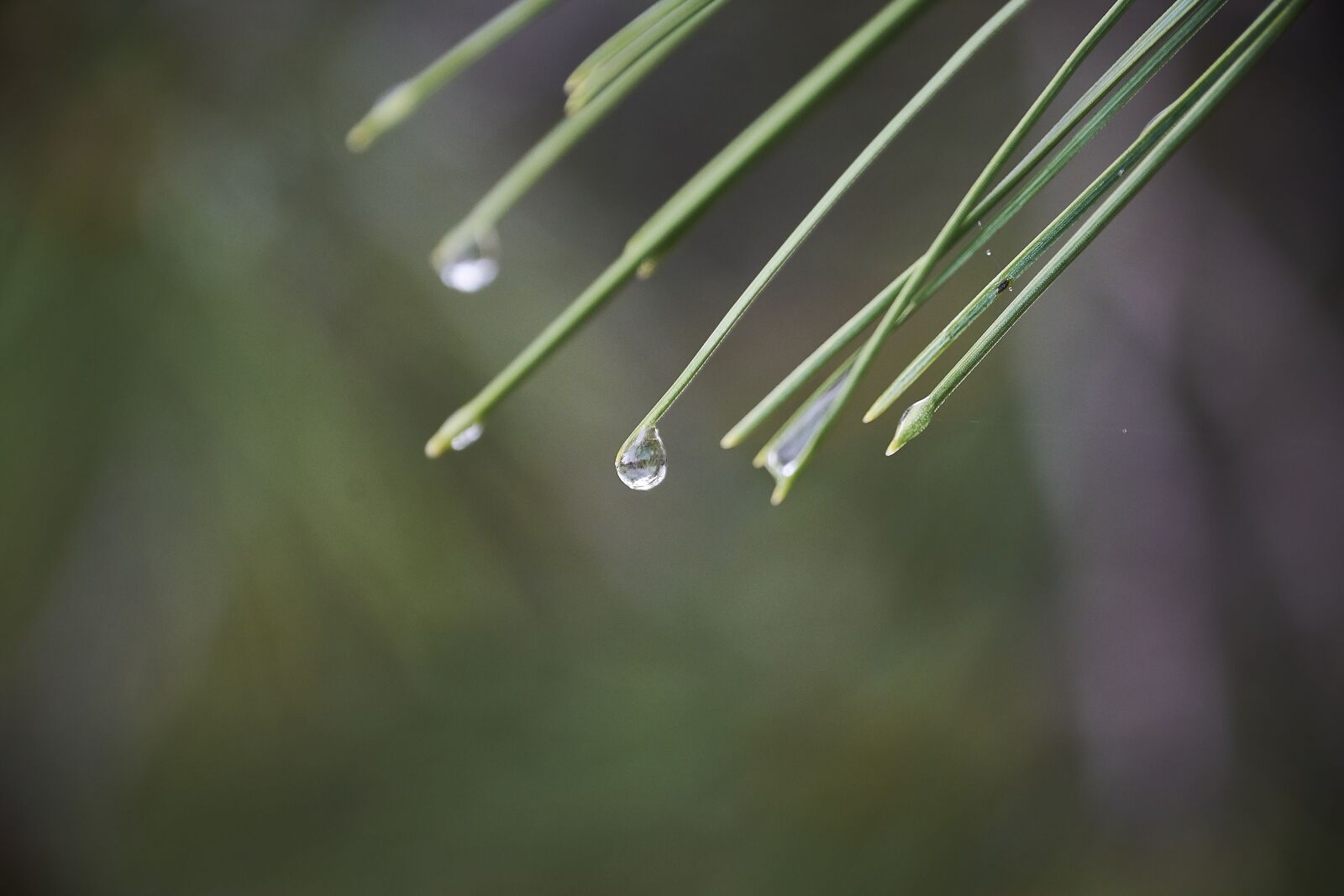 Nikon D7200 sample photo. Drops of water, moisture photography