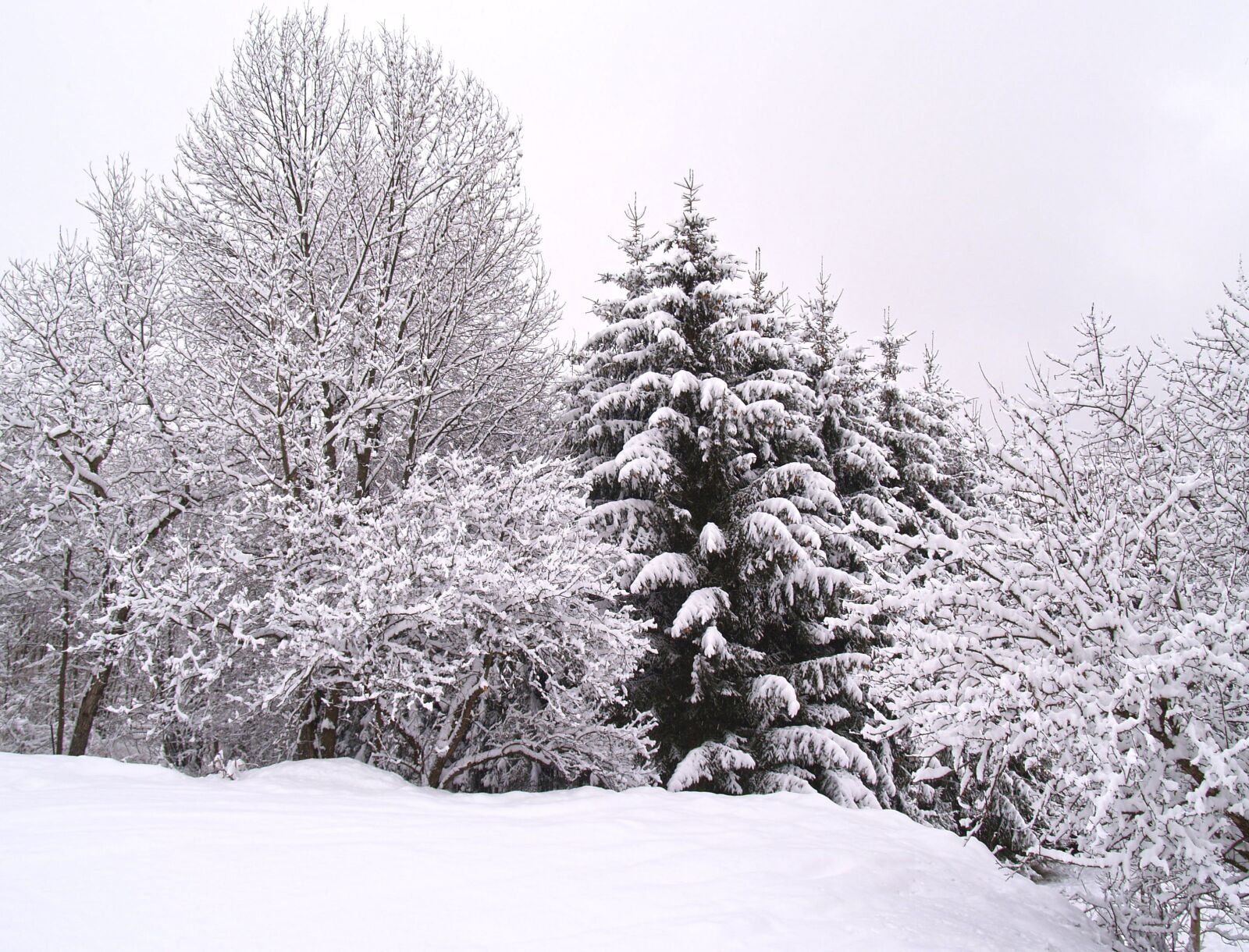 Olympus E-300 (EVOLT E-300) sample photo. Winter, wintry, snow photography