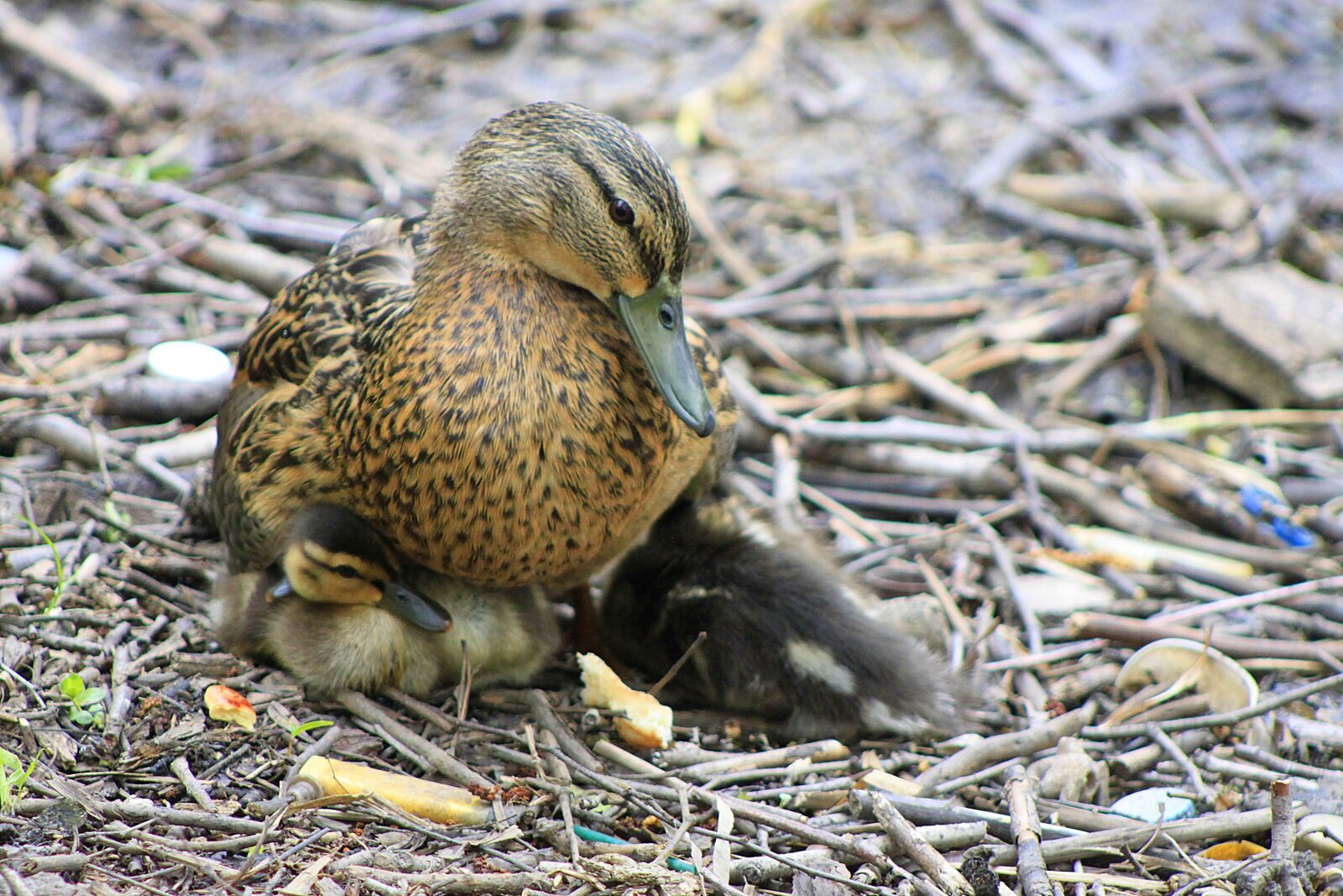 Canon EOS 500D (EOS Rebel T1i / EOS Kiss X3) sample photo. Duck, ducklings, mom photography