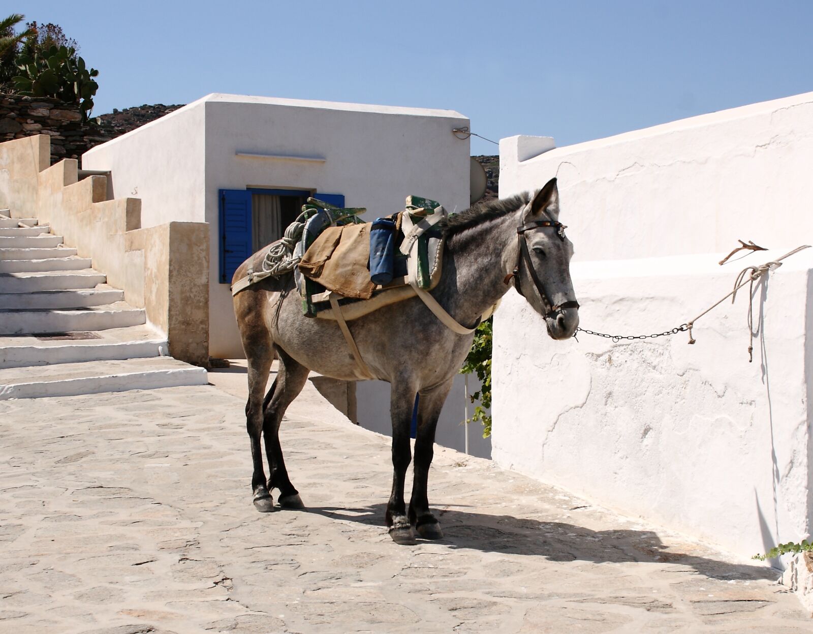 Canon EOS 400D (EOS Digital Rebel XTi / EOS Kiss Digital X) sample photo. Greece, milos, donkey photography