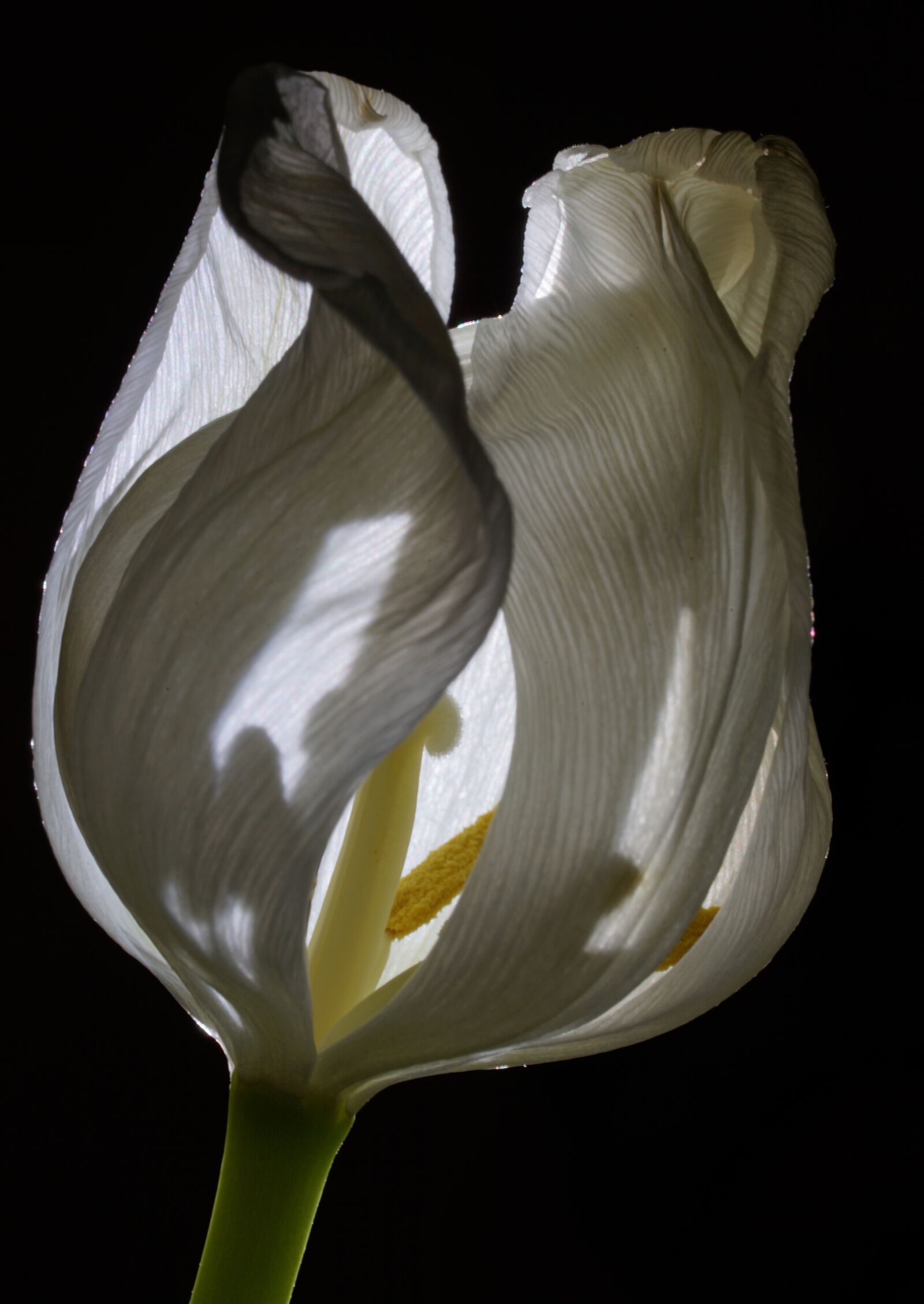 Sony a7 II + Sony FE 90mm F2.8 Macro G OSS sample photo. Tulip, flower, spring photography