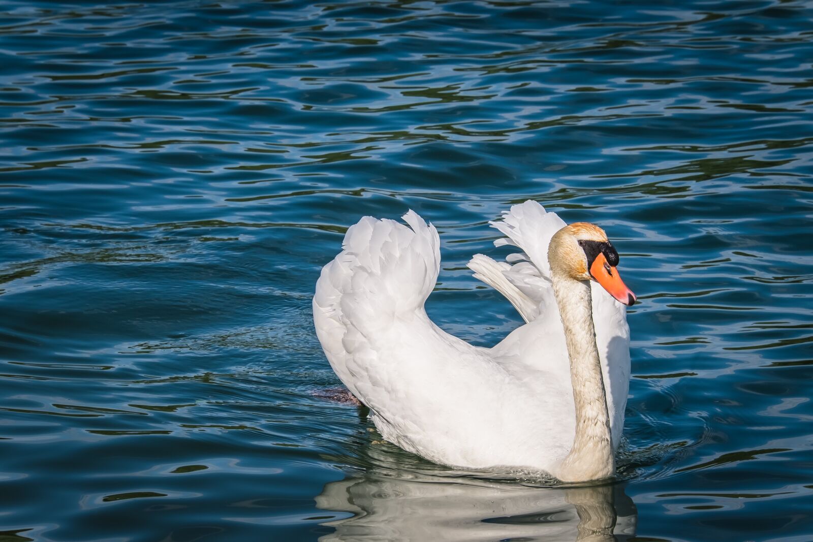 Fujifilm X-T10 sample photo. Swan, animal, bird photography