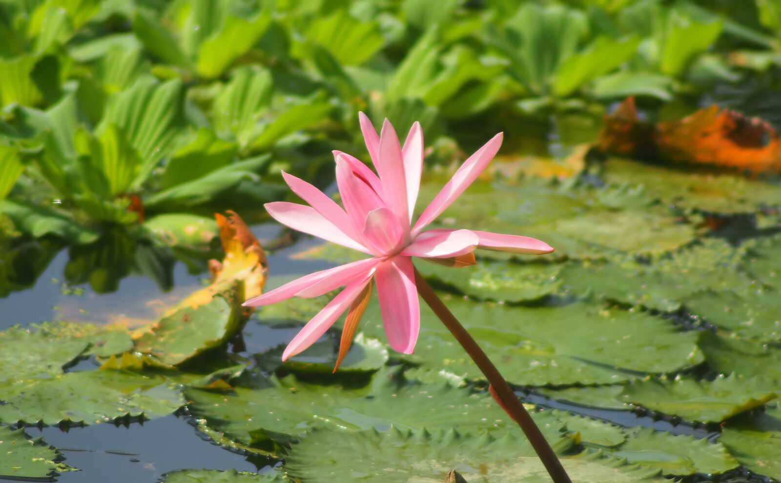Olympus OM-D E-M1 sample photo. Nature, leaf, pool photography