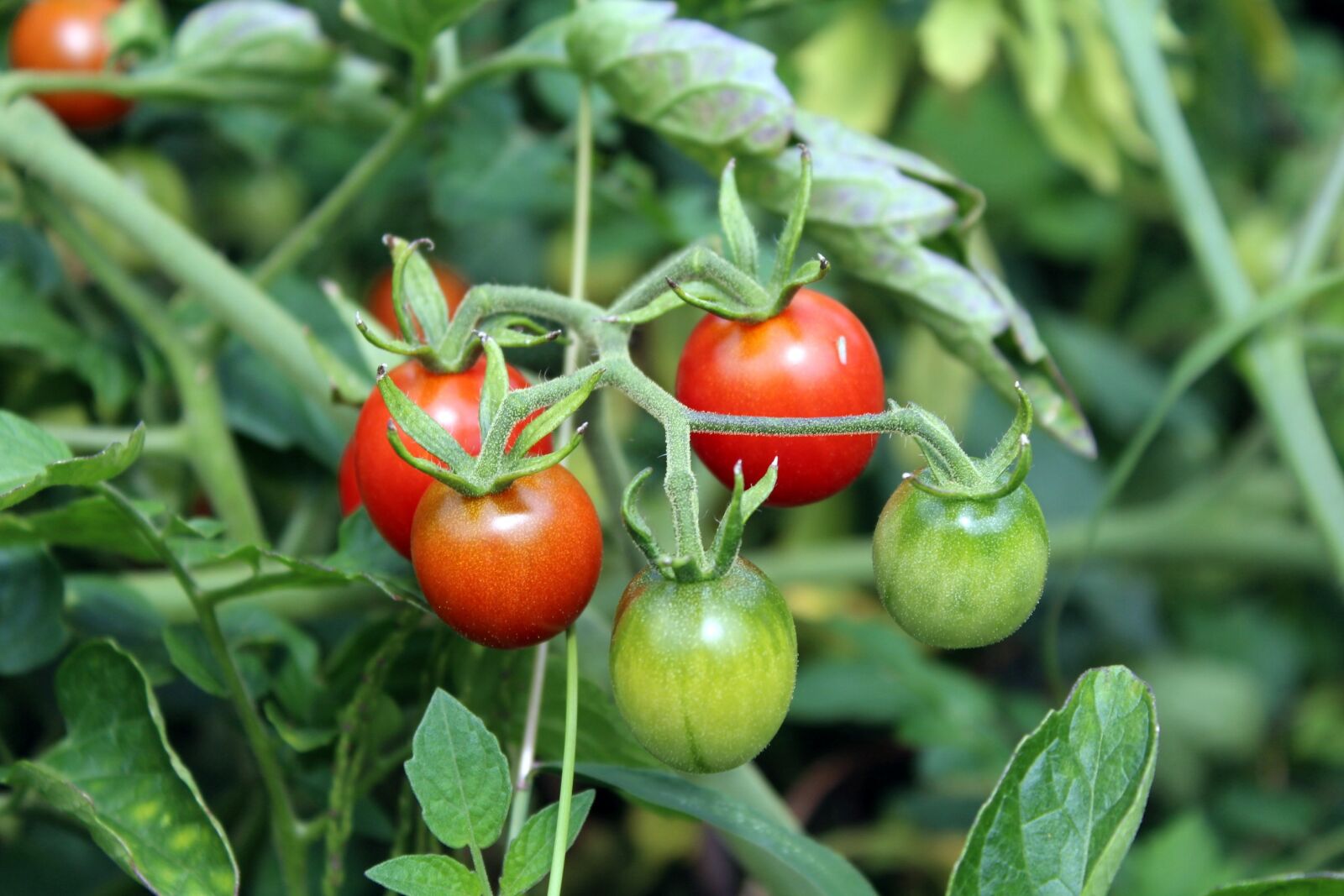 Canon EOS 1200D (EOS Rebel T5 / EOS Kiss X70 / EOS Hi) sample photo. Tomatoes, vegetables, garden photography