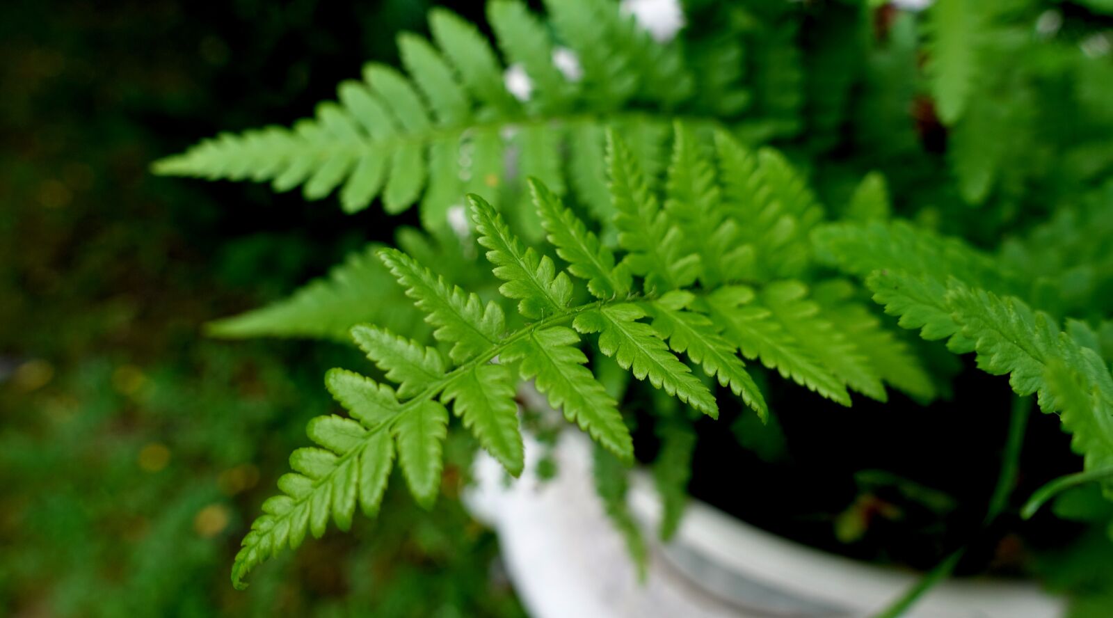 Sony DSC-RX100M5 sample photo. Fern, plant, green photography