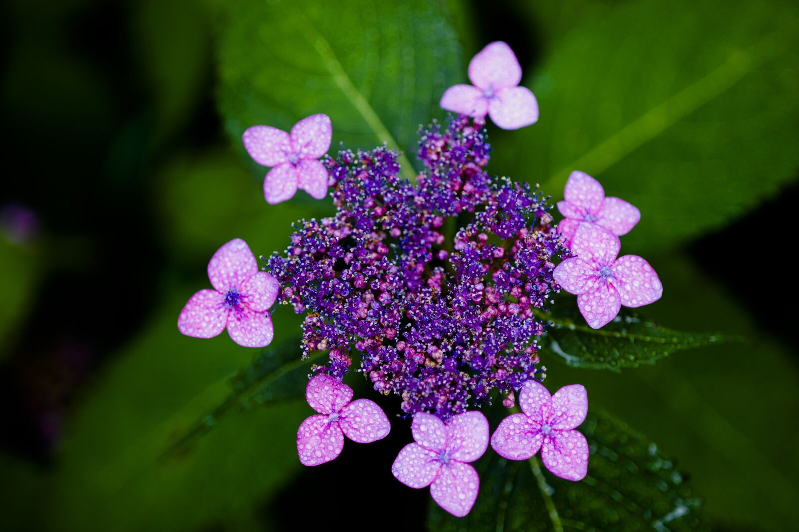 Nikon D3S sample photo. Hydrangea, halla united states photography