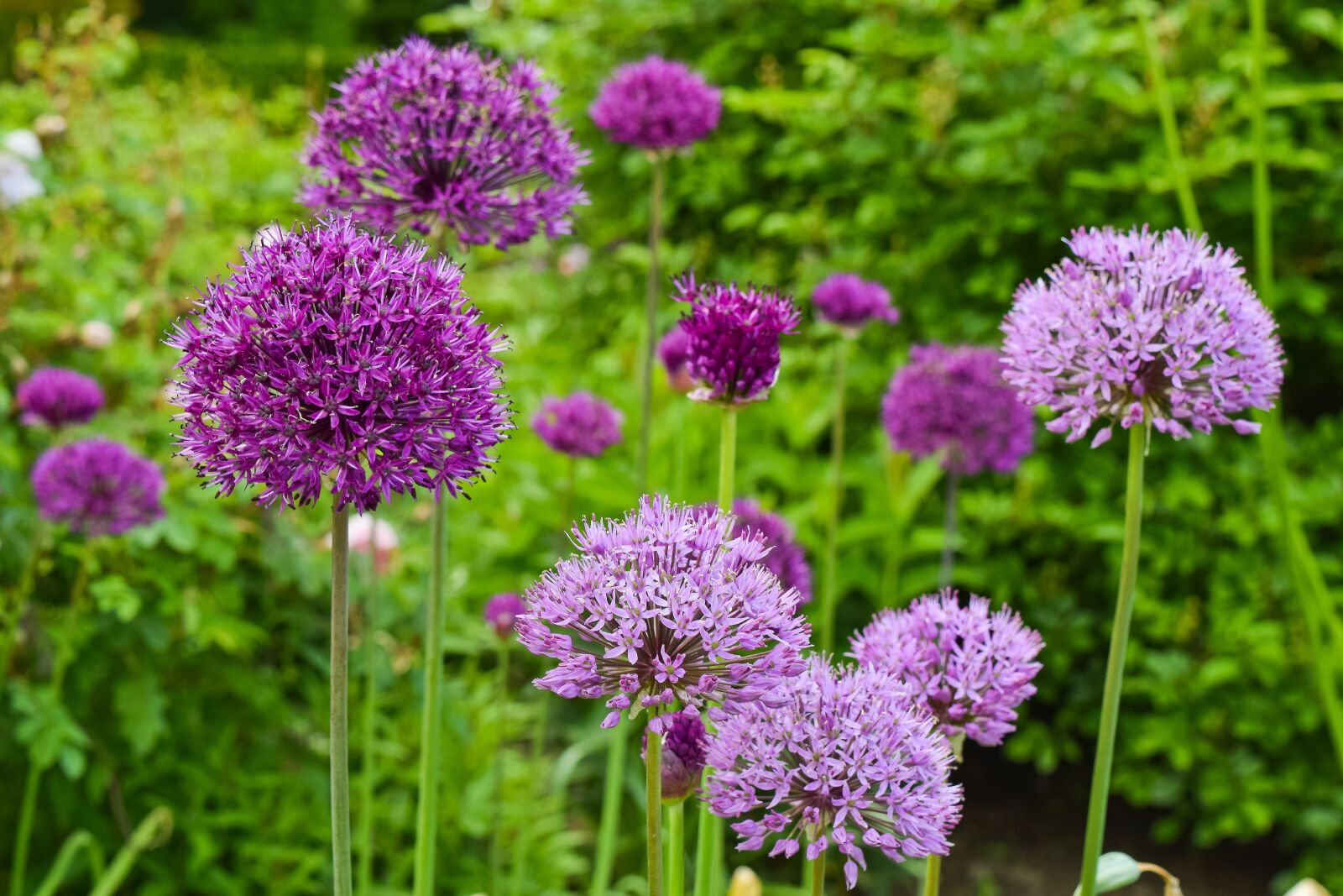 Nikon D3300 sample photo. Flowers, ornamental onion, plant photography