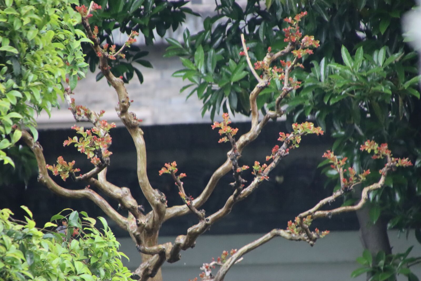 Canon EOS 90D sample photo. Tree, green plants, green photography