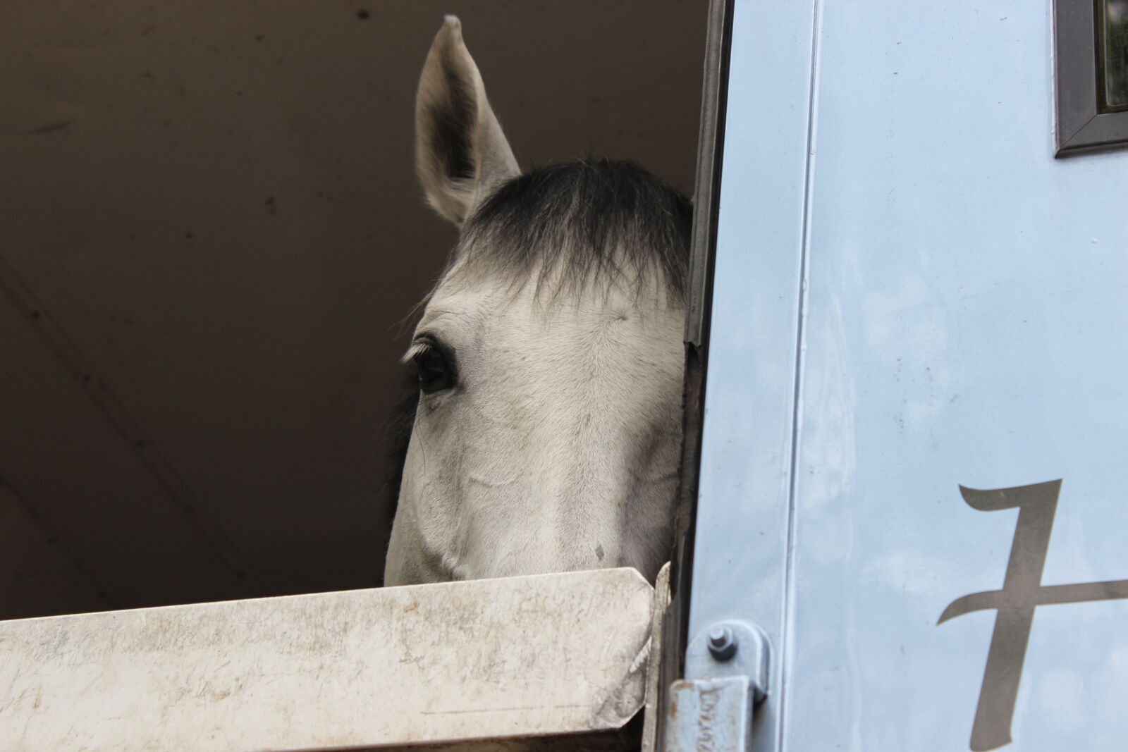 Canon EOS 600D (Rebel EOS T3i / EOS Kiss X5) sample photo. Horse, view, mold photography