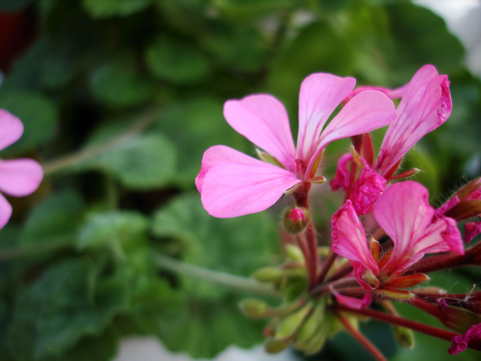 Sony DSC-W100 sample photo. Flower, rosa, green photography
