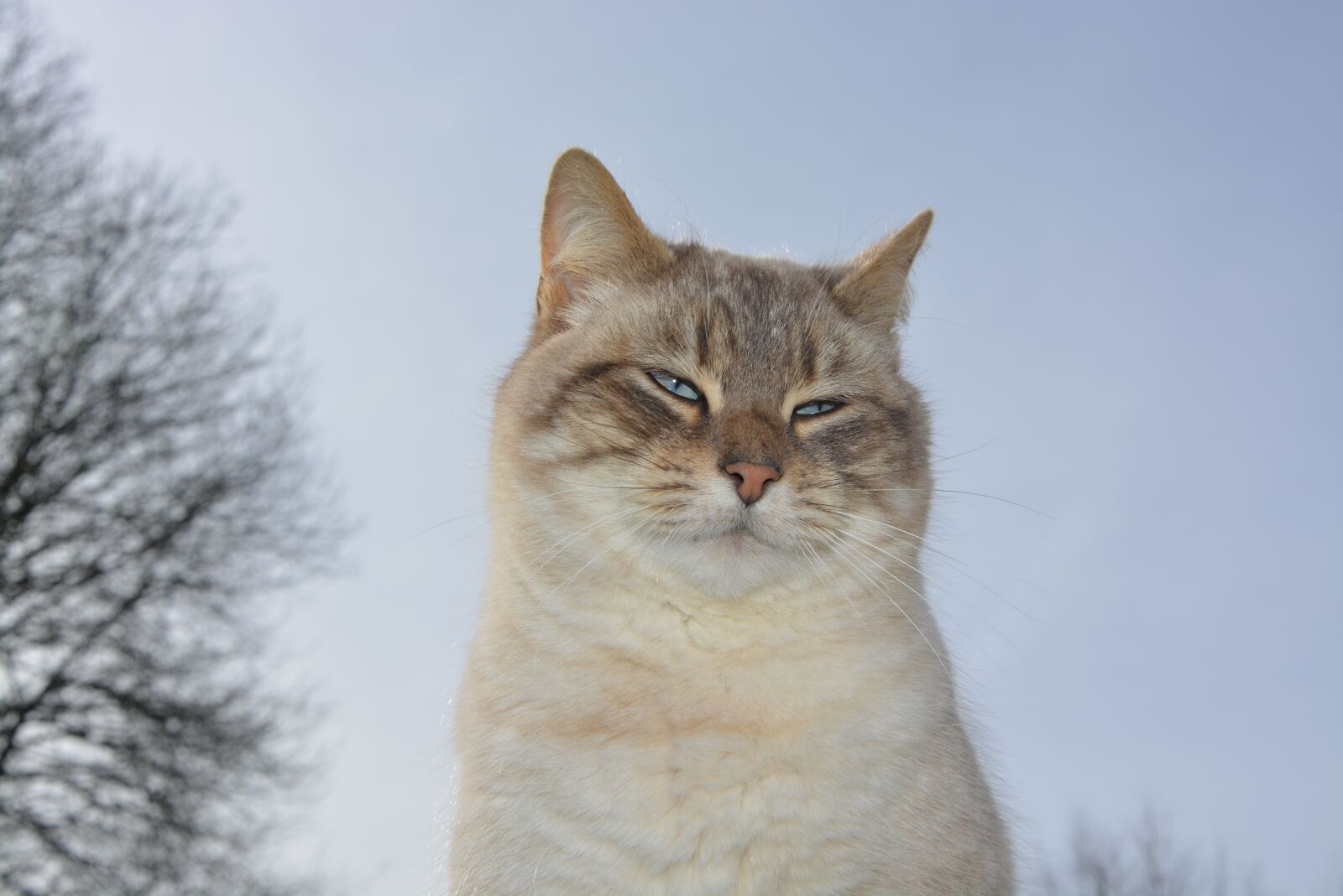 Nikon D5200 sample photo. Cat, pussy, pussy nala photography