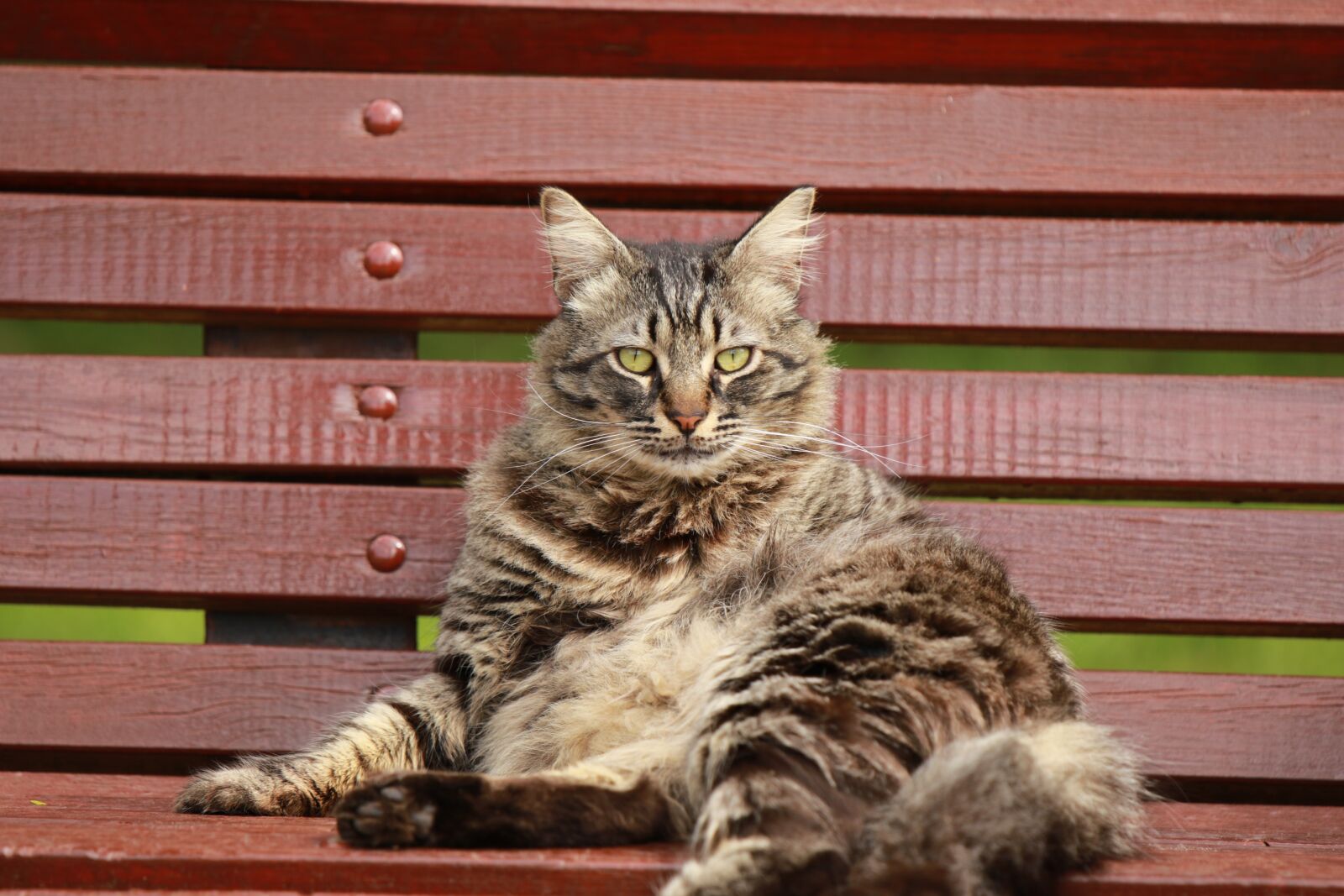 Tamron SP 70-200mm F2.8 Di VC USD G2 sample photo. Animal, cat, bench photography