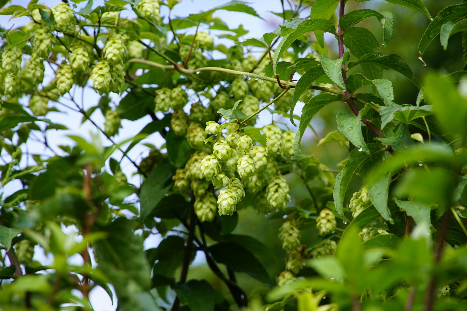 Sony E PZ 18-105mm F4 G OSS sample photo. Humulus, hop, cones photography