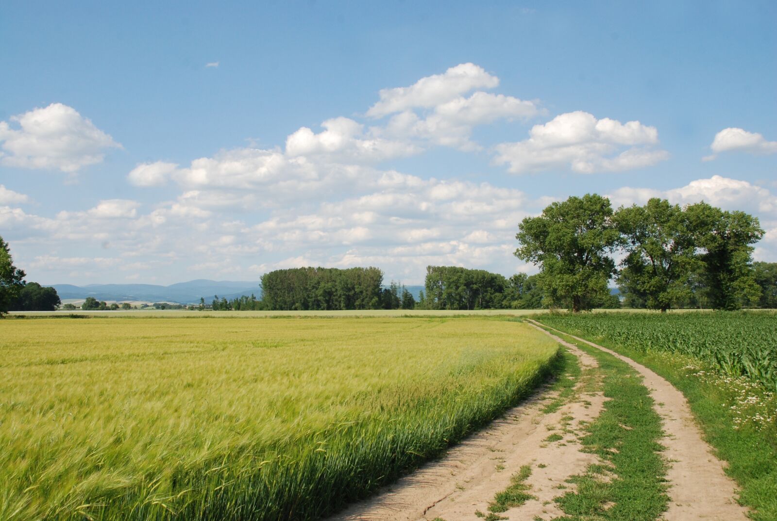 Nikon D80 sample photo. Nature, summer, field photography