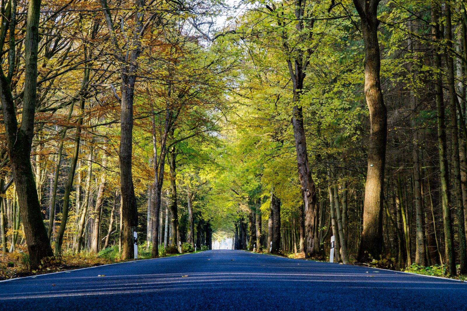 Sony a6000 sample photo. Autumn, road, landscape photography