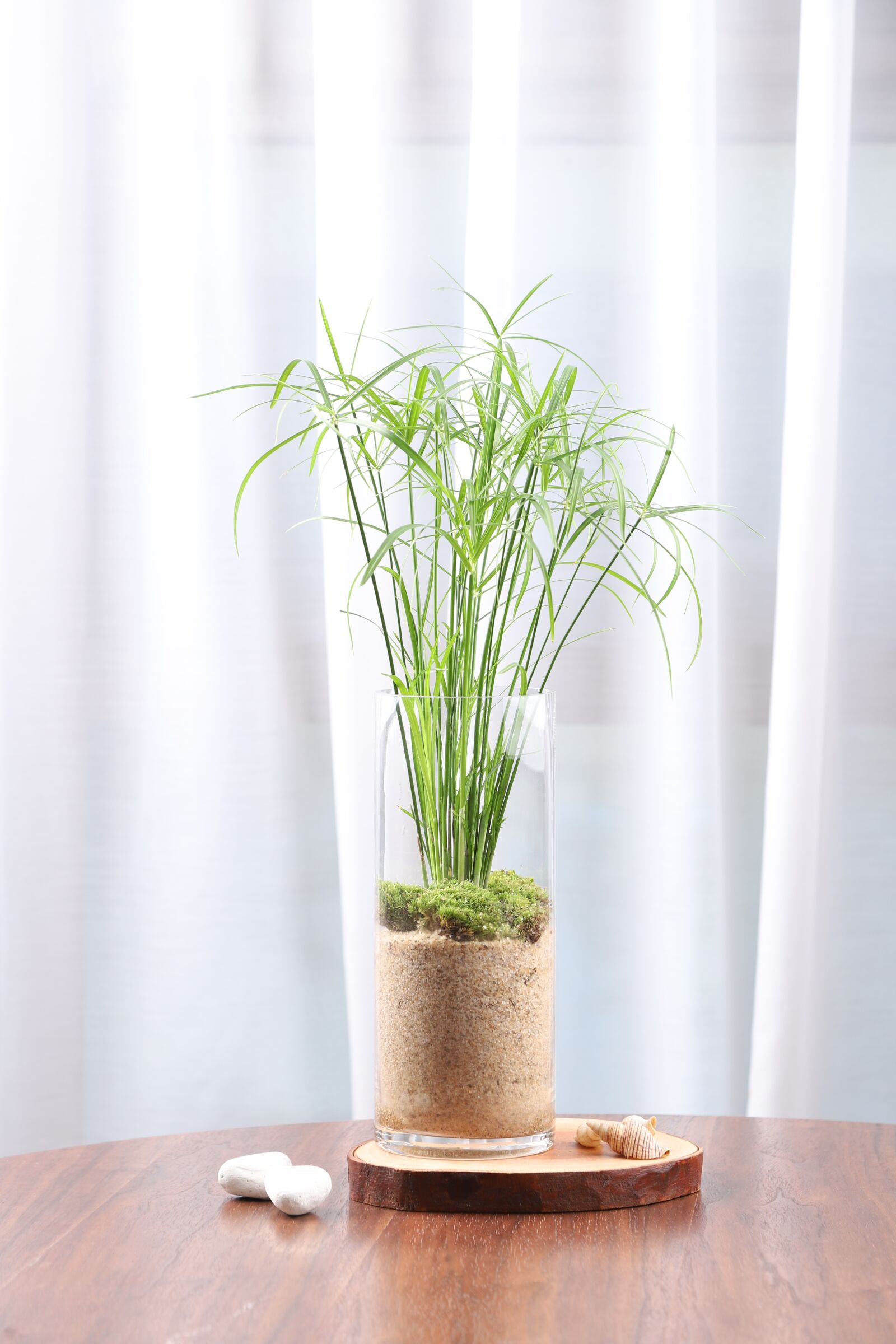 Canon EOS 6D Mark II sample photo. Papyrus, hydroponic plants, terrarium photography