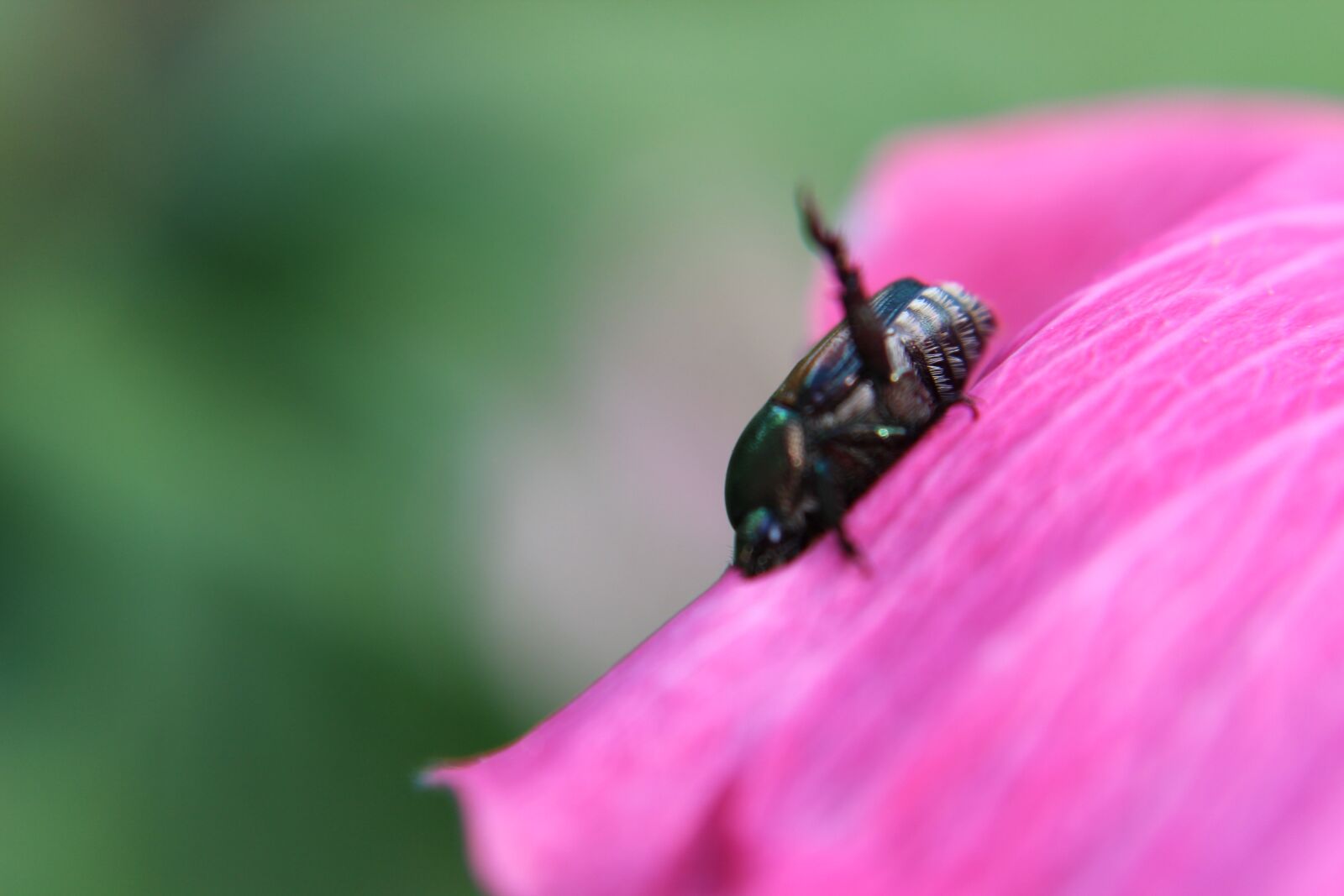 Canon EOS 1300D (EOS Rebel T6 / EOS Kiss X80) sample photo. Flower, bug, nature photography