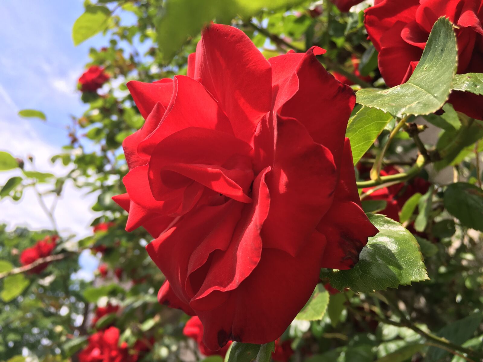 Apple iPhone 6s sample photo. Flower, santana, rose photography