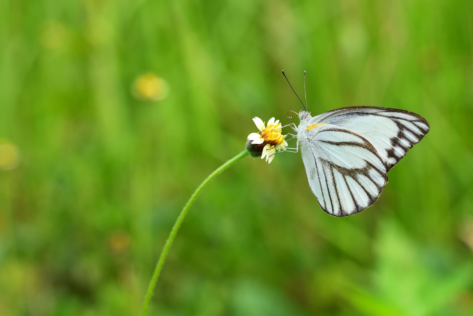 Nikon D5300 sample photo. Butterfly, nature, insect photography
