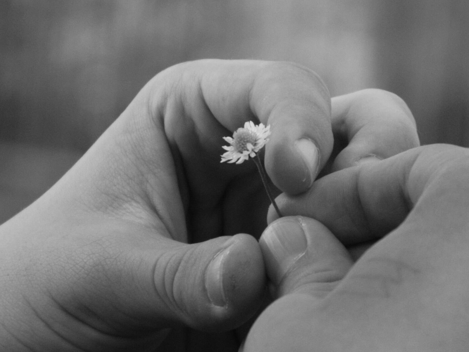 Nikon Coolpix L120 sample photo. Black, and, white, flower photography
