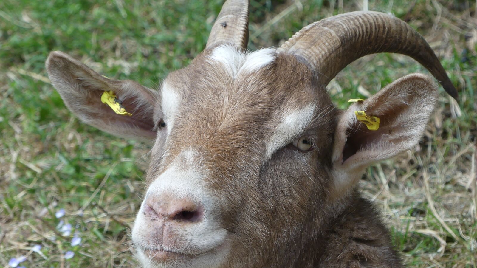 Panasonic Lumix DMC-FZ300 sample photo. Goat, animal, goat portrait photography