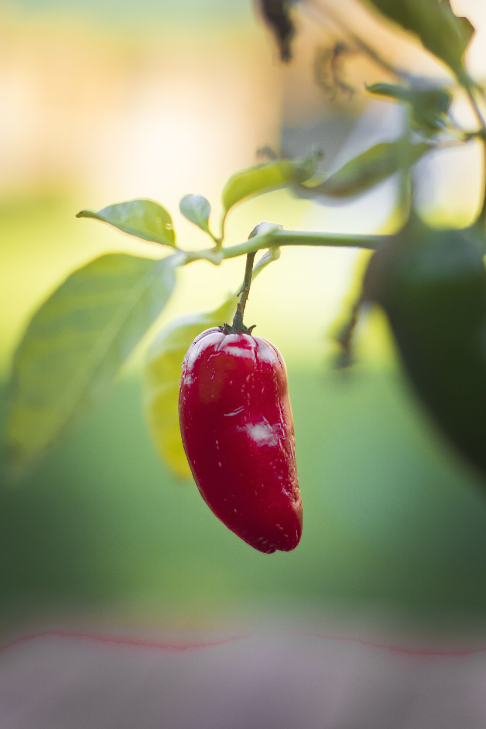 Nikon D7100 sample photo. Chilli, hot, pepper photography